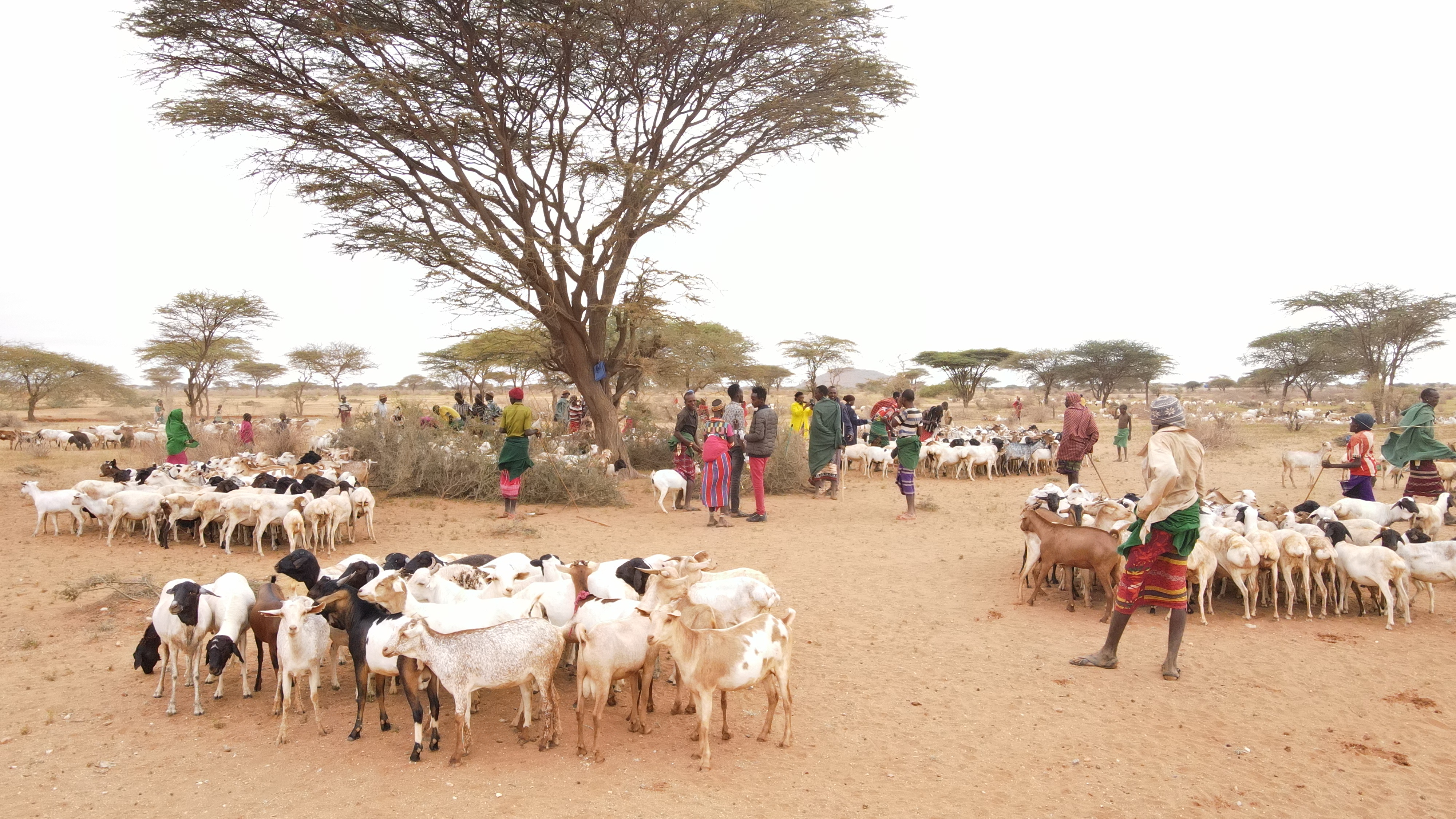 Livestock Support &mdash; Shepherds Source community programme