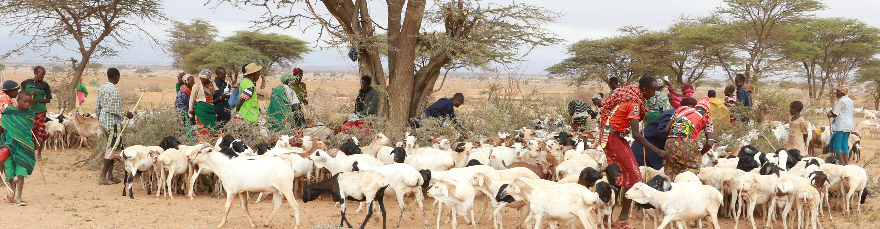 Goat grazing on acacia trees — Northern Kenya rangeland