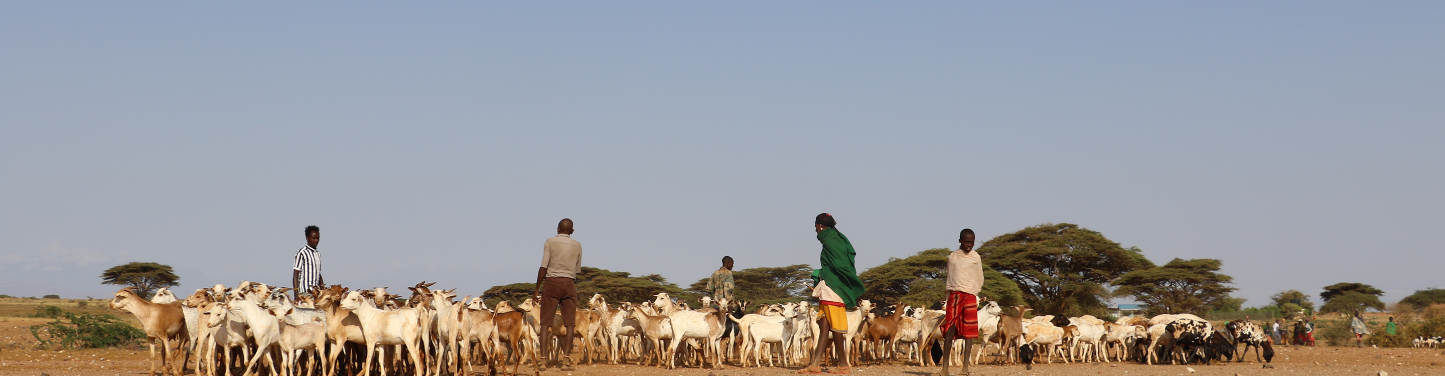 Northern Kenya rangeland pastoral landscape
