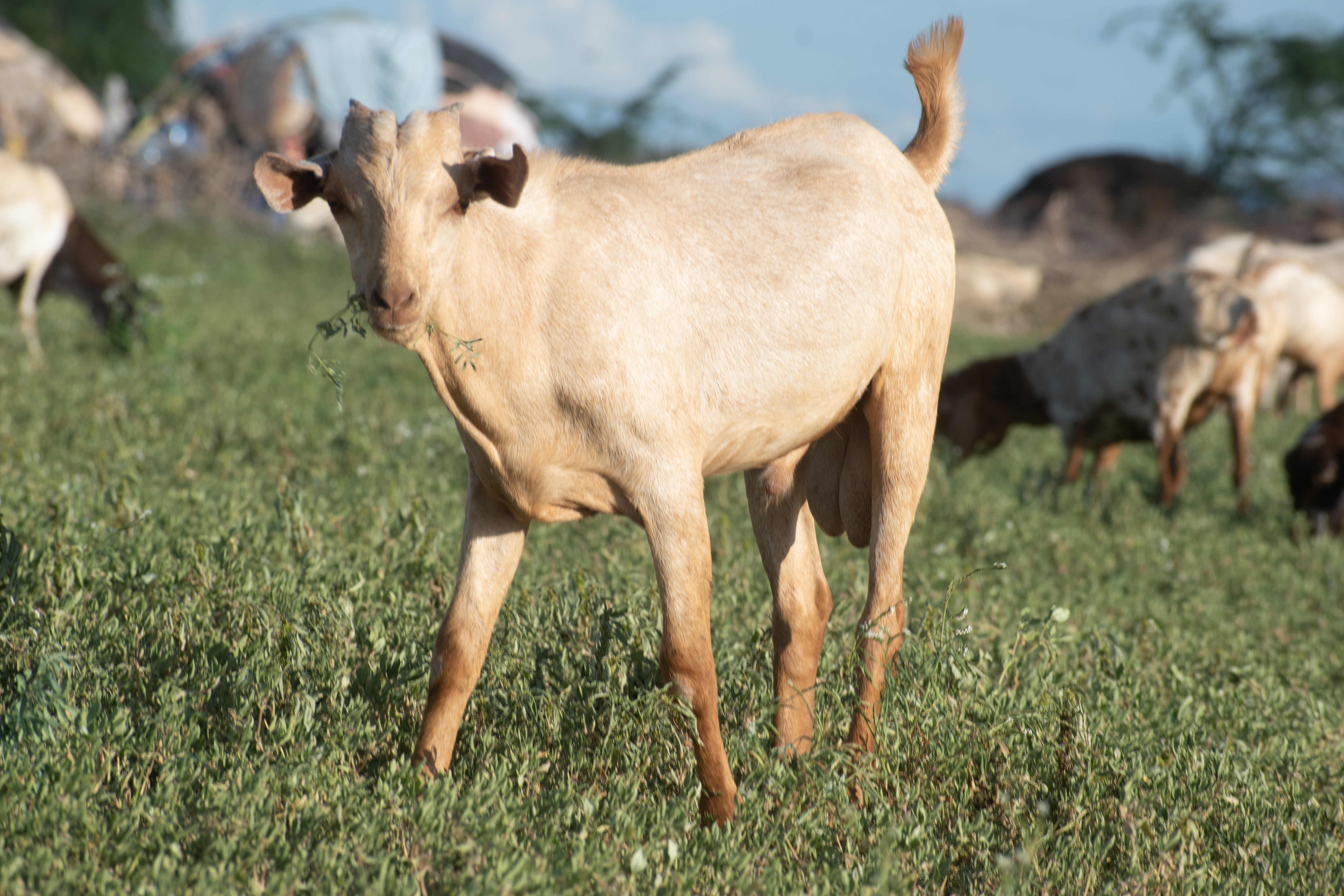 Goat — pastoral rangeland