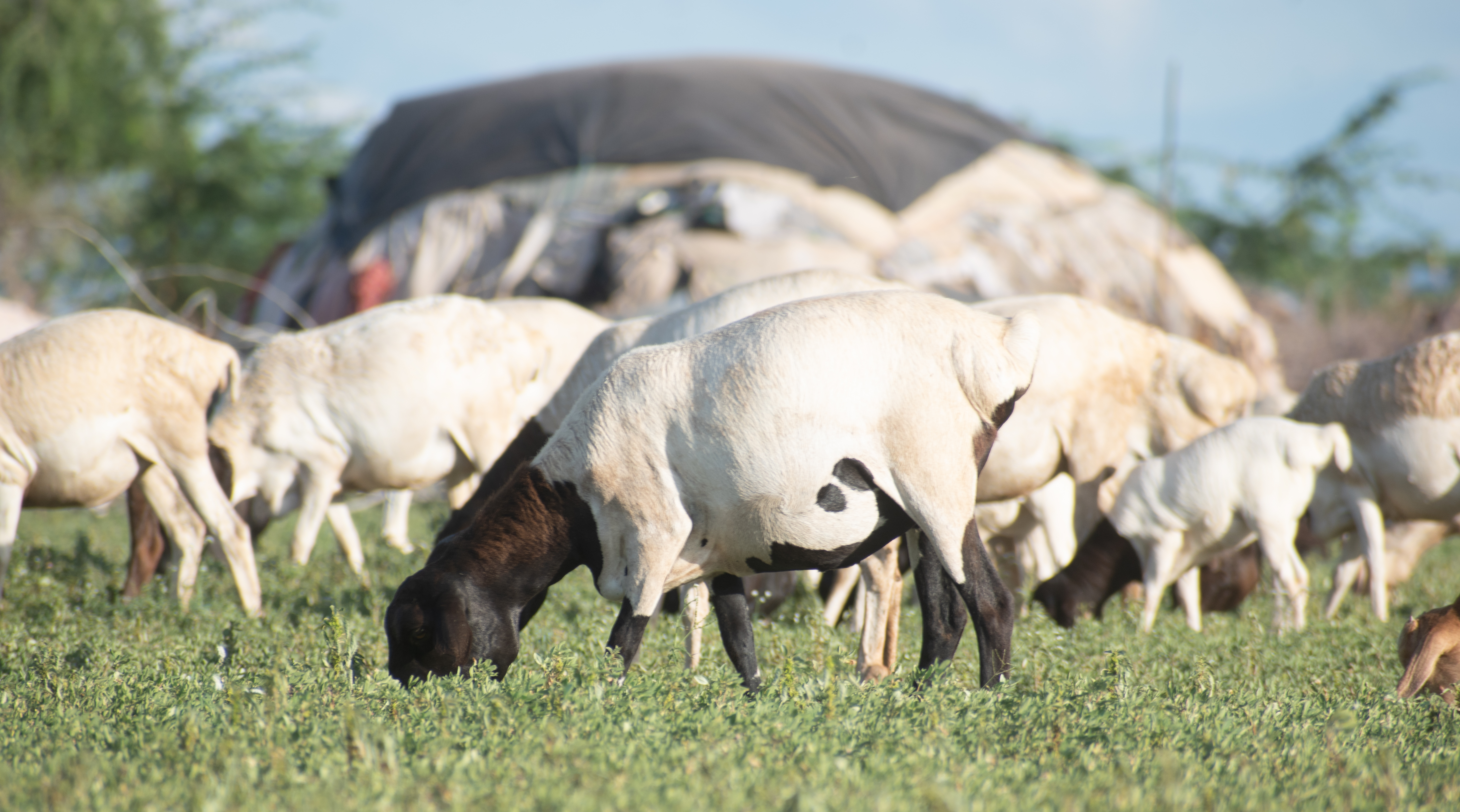Sheep — Blackhead breed