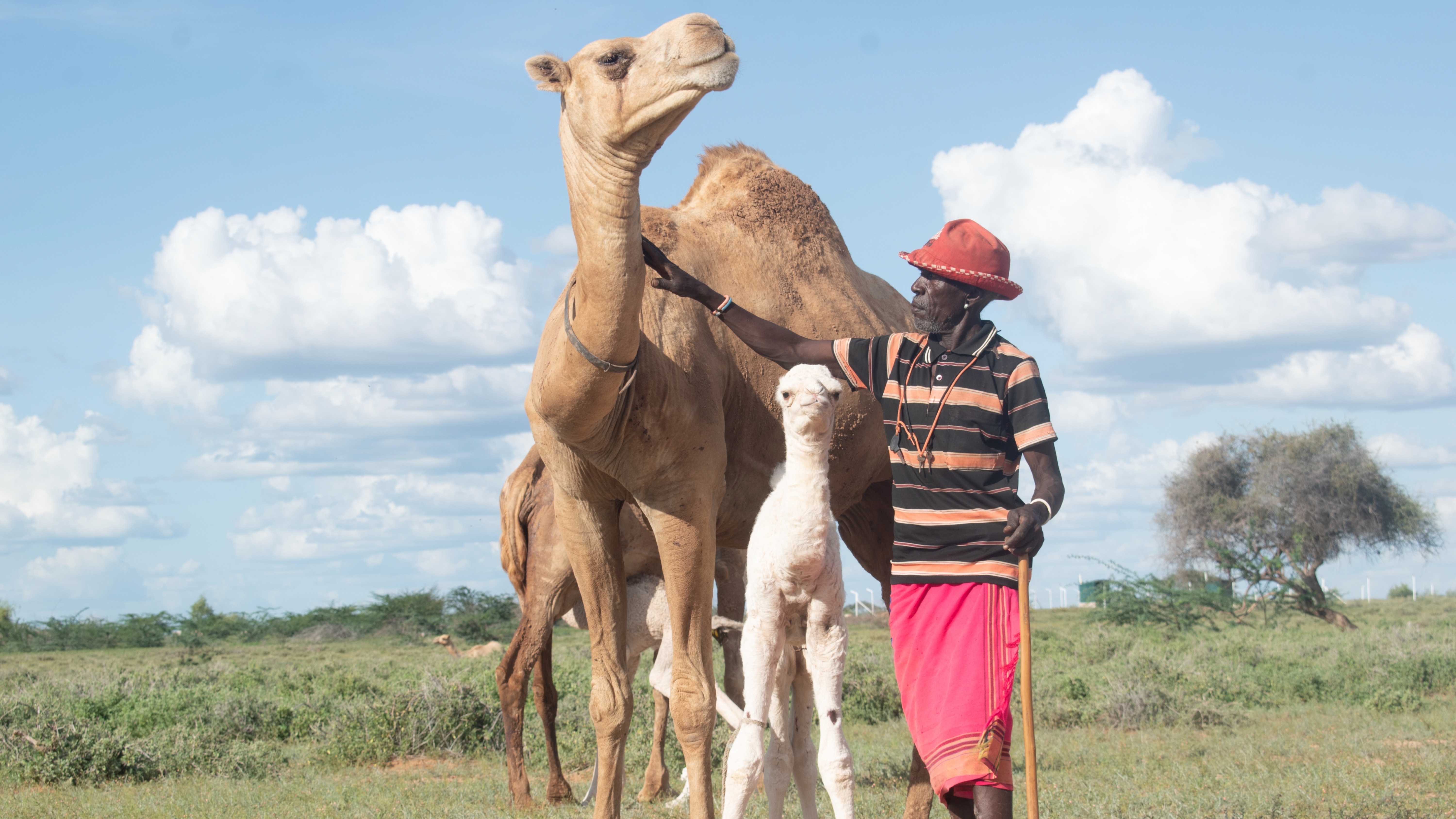 Northern Kenya rangeland — pastoral livestock at source